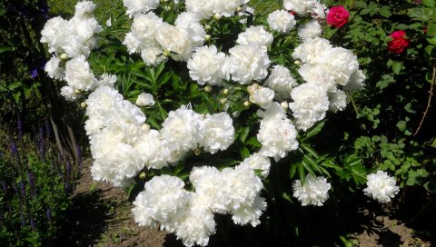 Пионы, розы, течет, цветы, клумба, сад, забор