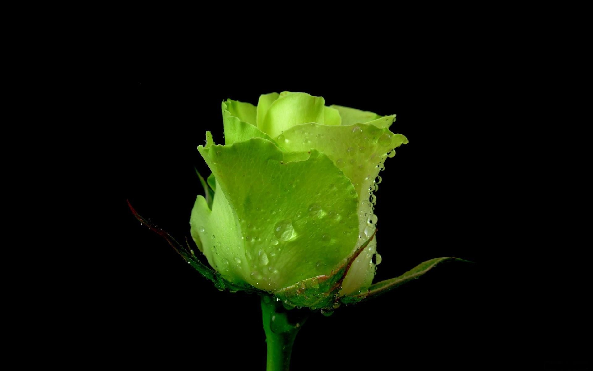 Картинки Роза, цветок, почка, зеленый, капли, свежий, черный фон фото и обои на рабочий стол