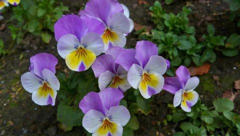 Анютины глазки, цветы, клумба, зеленый, крупный план
