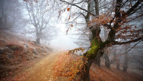 Дорога, дерево, дерево, склонность, мох, морозы, иней, мистика, туман