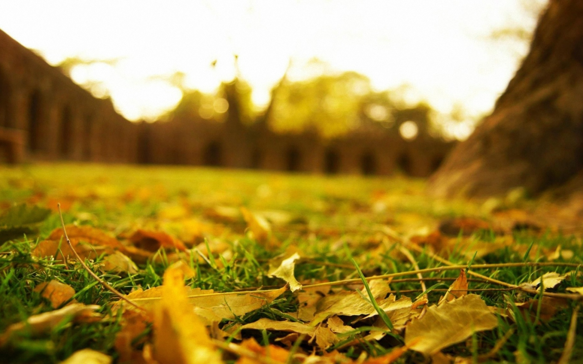 Осень какая трава. Осенняя трава. Осенний фон. Осень зелень. Желтые листья на зеленой траве.