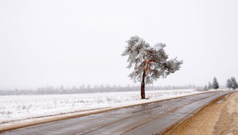 Дерево, дорога, одиночество, снег, грязь
