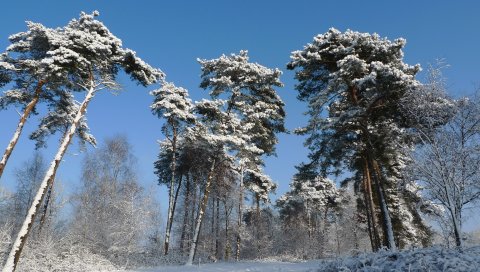 Зима, деревья, снег, крона, могучий