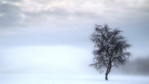 Дерево, одиночество, зима, мрачный, снег