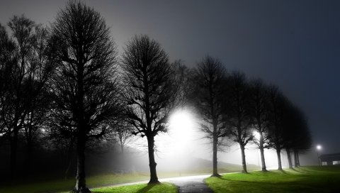 Ночь, деревья, проспект, свет