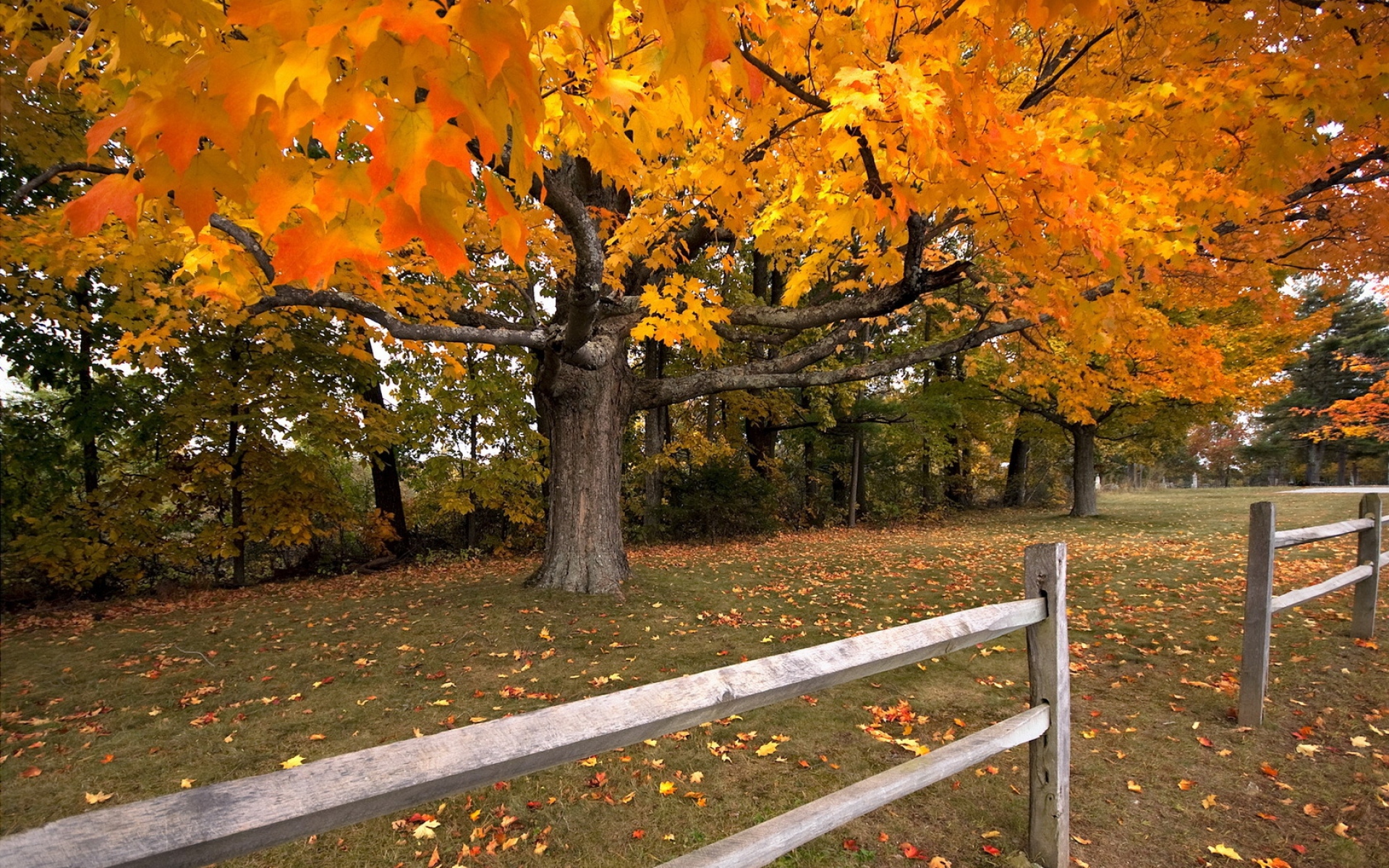 Картинки Дерево, осень, забор, клен, листопад фото и обои на рабочий стол