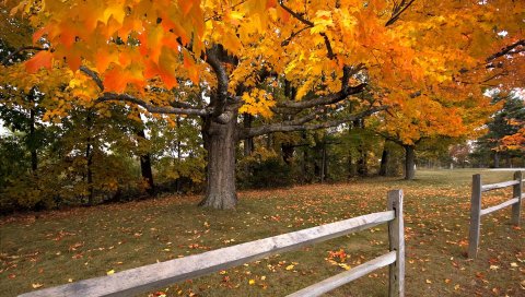 Дерево, осень, забор, клен, листопад