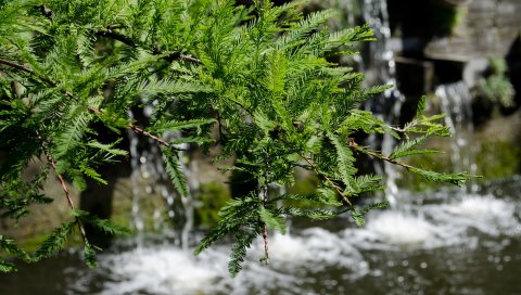 Ветка, зеленый, вода