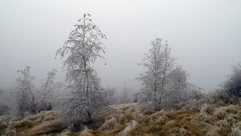 Деревья, иней, травы, морозы, октябрь, туман
