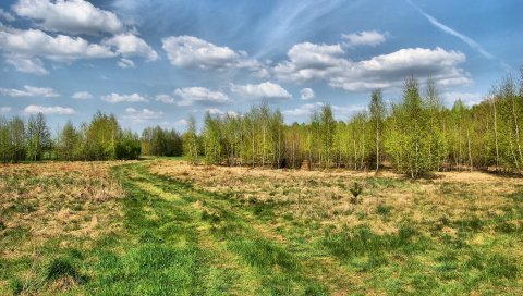 Дорога, страна, деревья, лето, трава, небо, след, лес, молодой рост