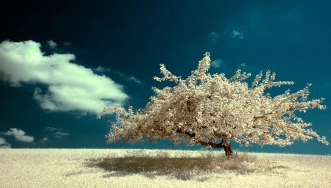 Дерево, одиночество, поле, небо, облако, цвета, краски, ясно