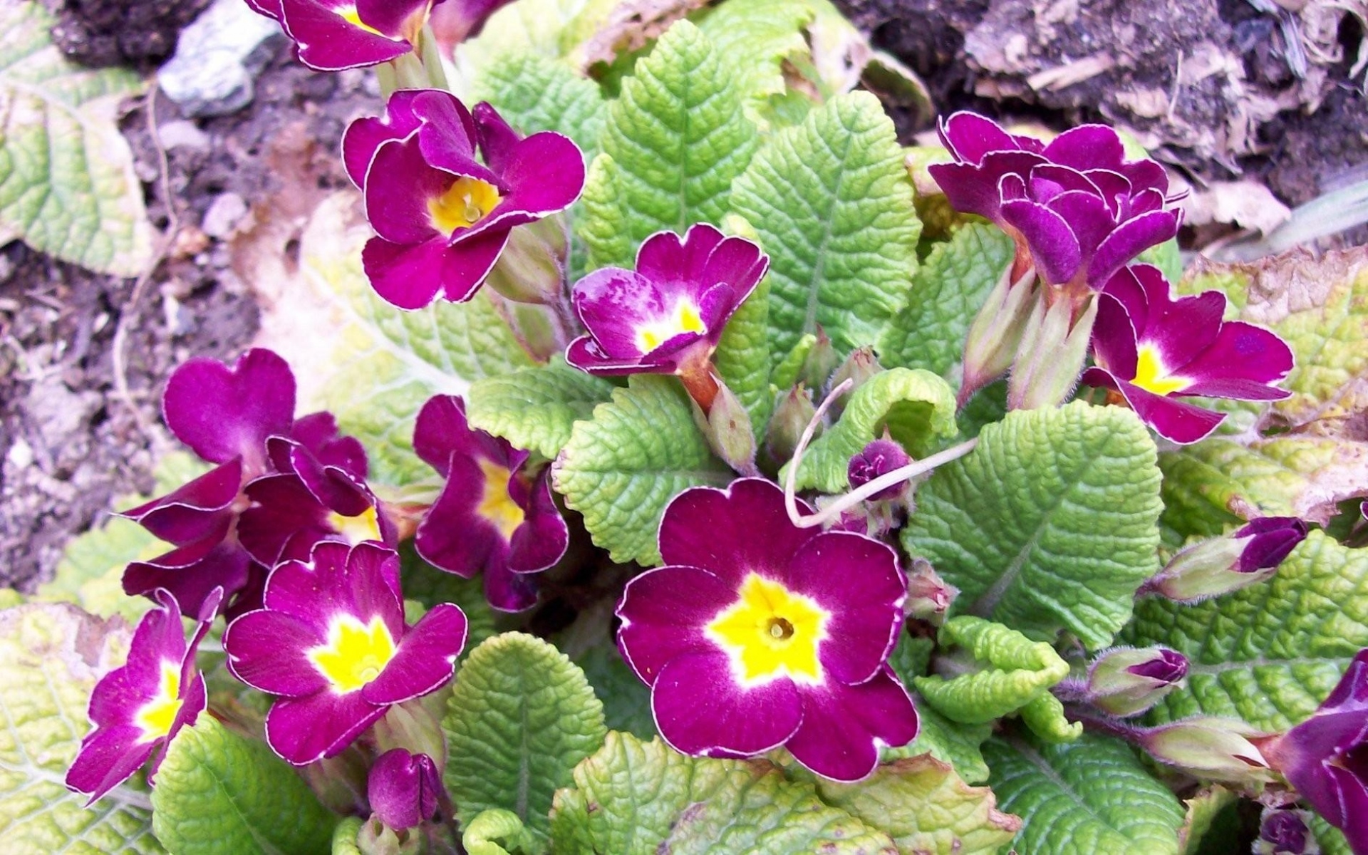 Картинки Первоцвет, цветок, листья, почва фото и обои на рабочий стол