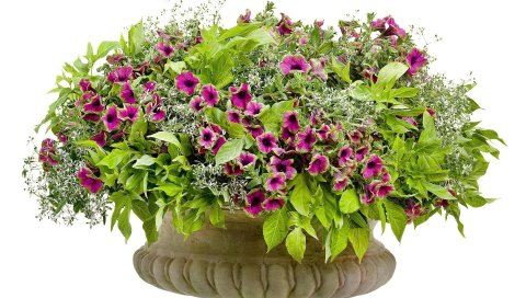 Kalihobriya, цветы, клумба, зеленый, белый фон