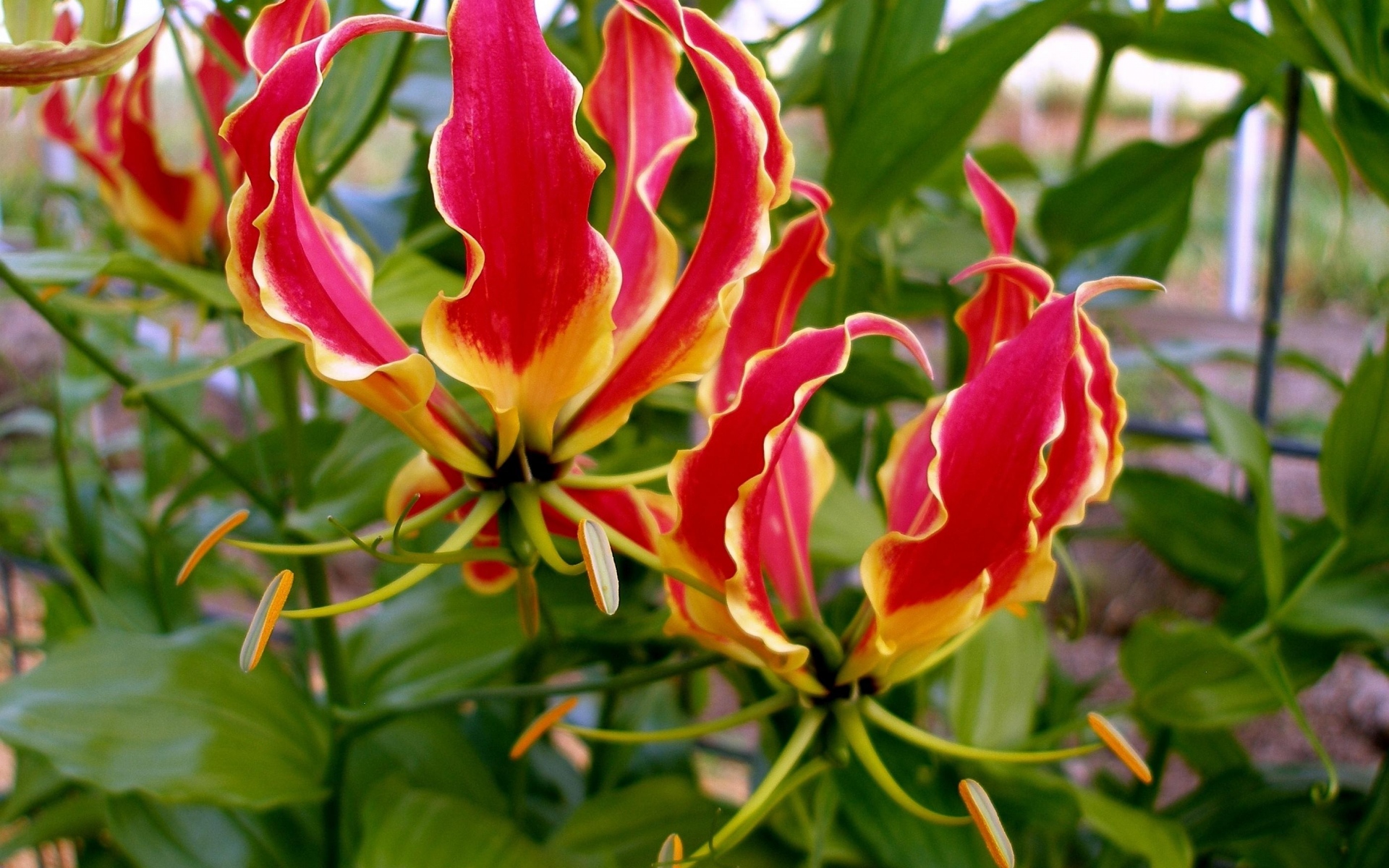 Картинки Gloriosa, цветок, распущенные, тычинки, крупный план фото и обои на рабочий стол