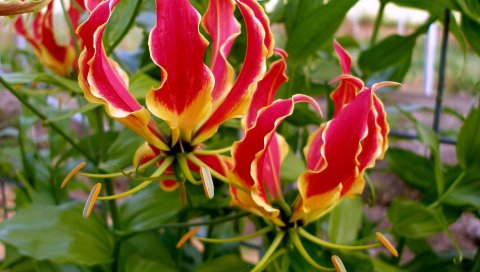 Gloriosa, цветок, распущенные, тычинки, крупный план