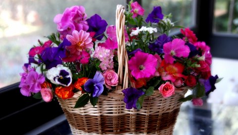 Петуния, анютины глазки, герани, розы, цветы, разные, корзина