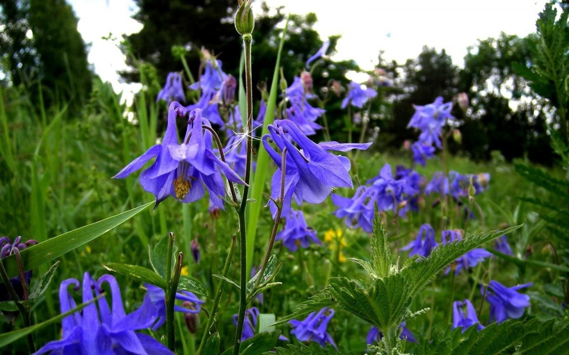 Картинки Aquilegia, цветы, поля, зеленый, лето фото и обои на рабочий стол