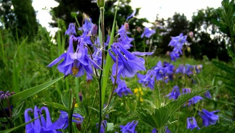 Aquilegia, цветы, поля, зеленый, лето