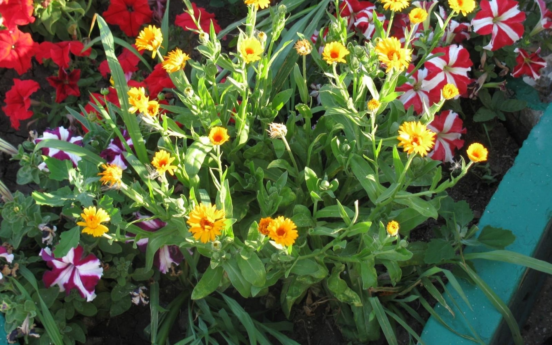 Картинки Цветы, петуния, двухцветный, разные, клумбы, зеленый фото и обои на рабочий стол