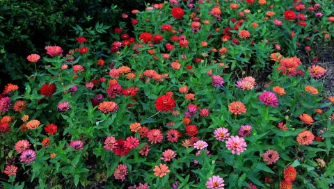 Zinnias, цветы, разноцветные, клумбы, зелень
