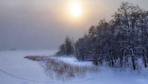 Зима, деревья, снег, иней, следы, тишина, небо