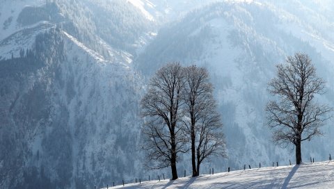 Деревья, иней, спуск, защита, тишина, горы