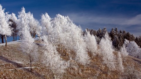 Зима, снег, деревья, иней, холм