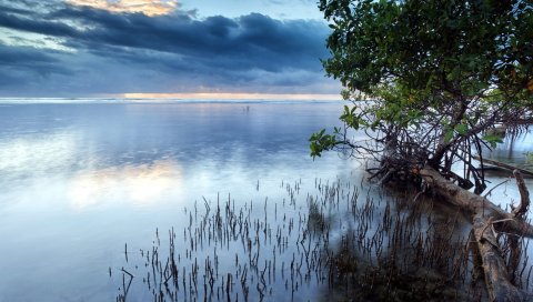 Облака, море, поверхность воды, трава, кусты, деревья