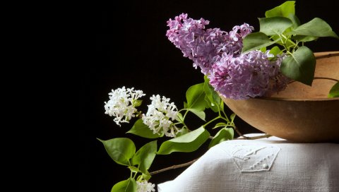 Сиреневый, белый, фиолетовый, чаша, ткань, черный фон