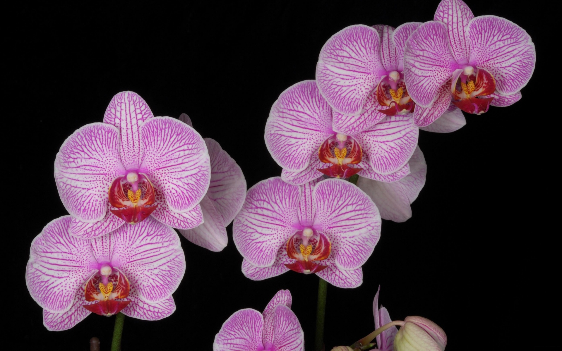 Картинки Орхидея, ветка, розовый, экзотический, черный фон фото и обои на рабочий стол