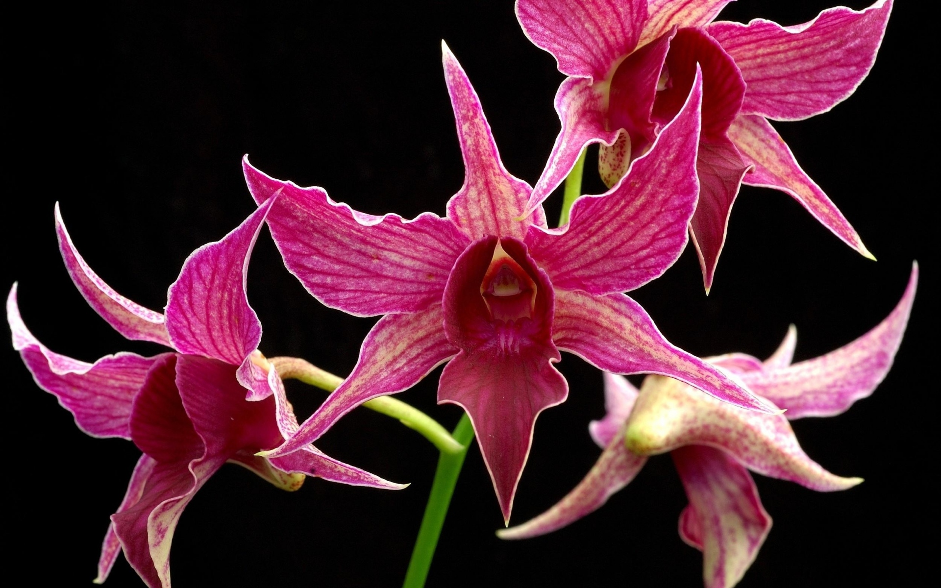 Картинки Орхидея, цветок, ветка, розовый, экзотический, черный фон фото и обои на рабочий стол
