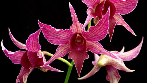 Орхидея, цветок, ветка, розовый, экзотический, черный фон