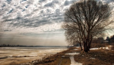 Березы, солнце, осень, облачно, увядание
