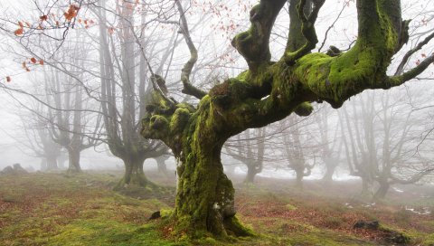 Дерево, мох, туловище, туман, мистика