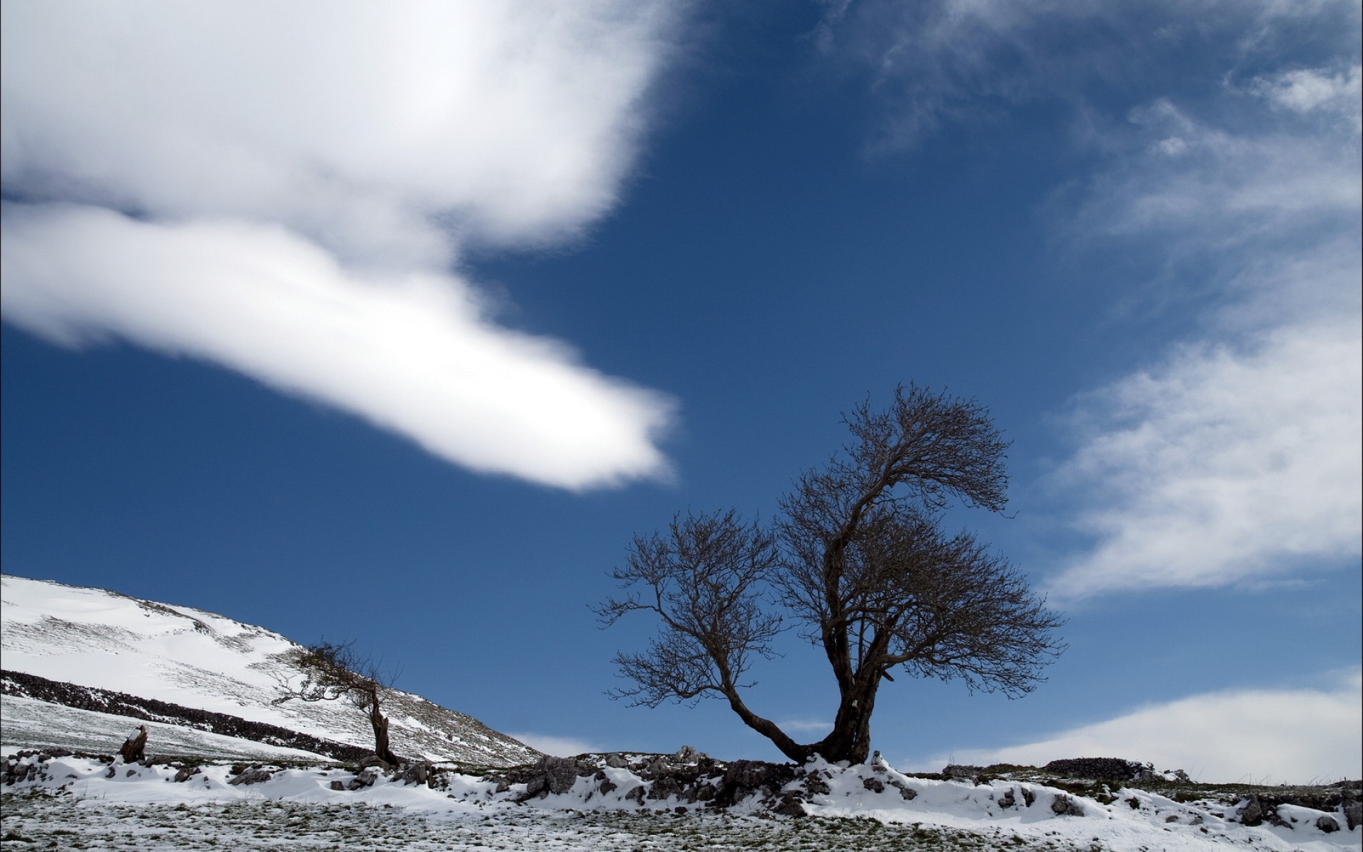 Картинки Дерево, облако, снег, земля, одиночество фото и обои на рабочий стол