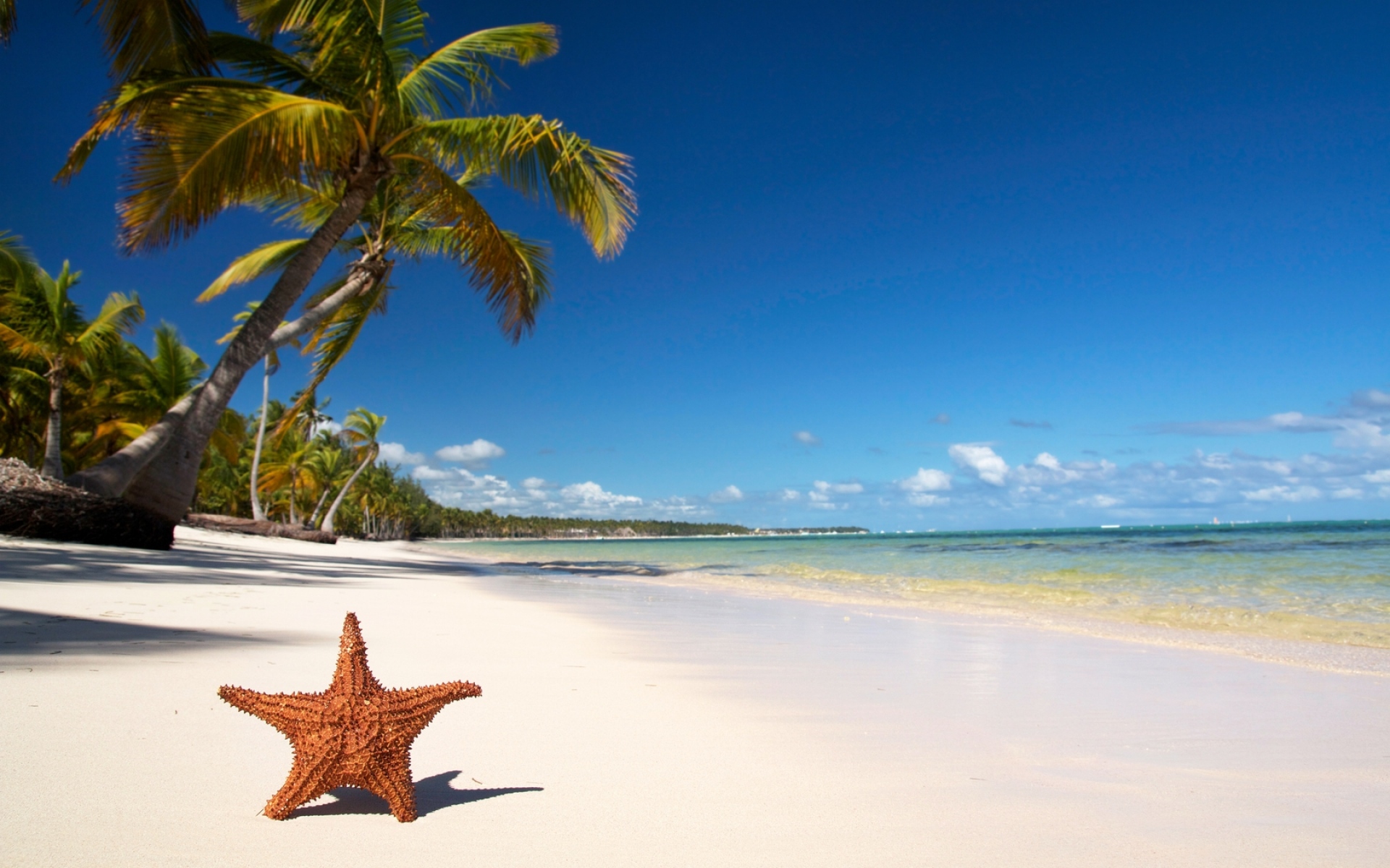 Картинки Звезда, побережье, пляж, песок, пальмы, тропики фото и обои на рабочий стол