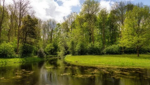 Река, лес, озеро, зеленый, лето, день, водохранилище