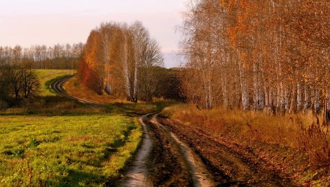 Дорога, страна, березы, осень, россия, поля