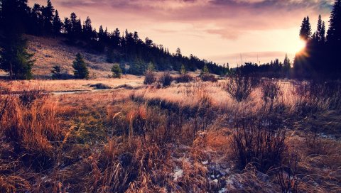 Трава, поле, осень, хвойный лес, вечер, спад, цвета, увядание