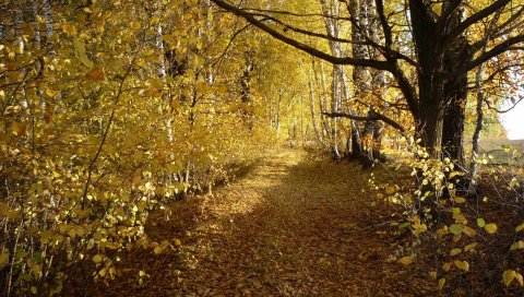 Дерево, деревья, листья, осень, березы