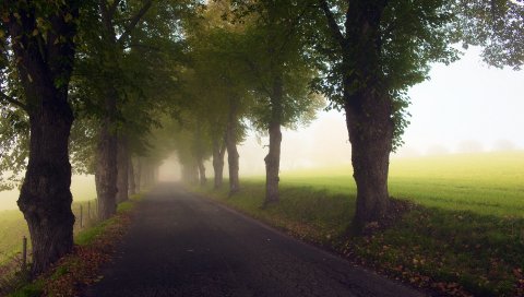 Проспект, деревья, туман, луг, дорога, дымка