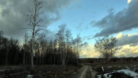 Березы, весна, дорога, снег, серый, вечер