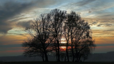 Деревья, вечер, спад, небо, сумерки