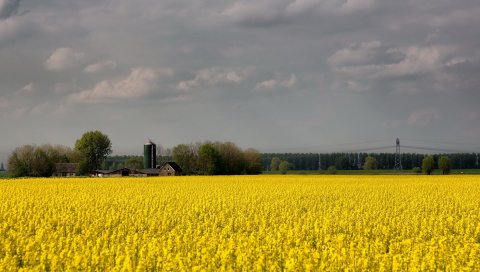 Поле, цветы, желтый, ферма, сельское хозяйство, облачно