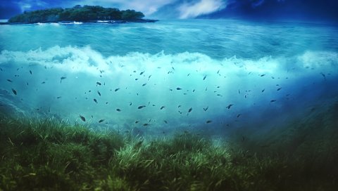 Вода, остров, рыбы, море, дно, растительность, подводный мир, искусство