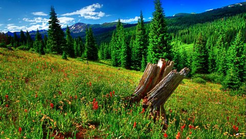 Окунь, цветы, лужайка, лес, деревья, склон, лето