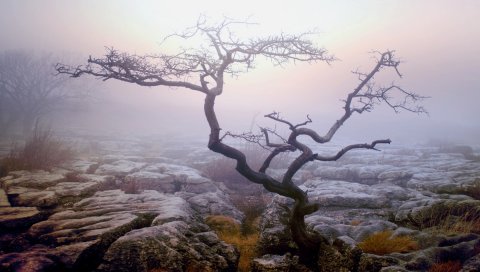 Дерево, одиночество, камни, туман, осень