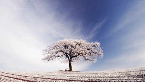 Дерево, одиночество, иней, поле, морозы