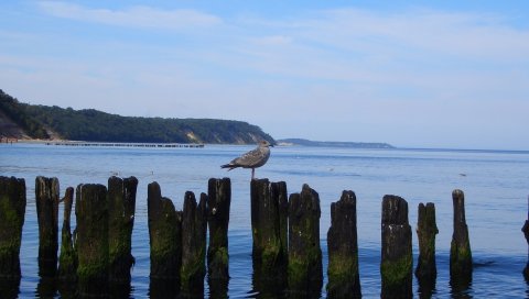 Море, птица, окурки, побережье