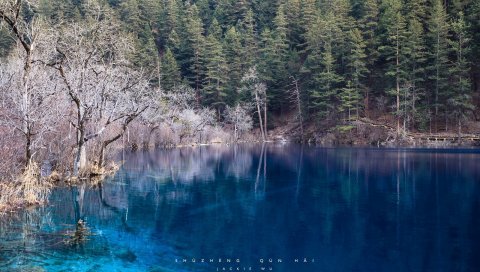 Озеро, голубая вода, прозрачный, дерево, берег